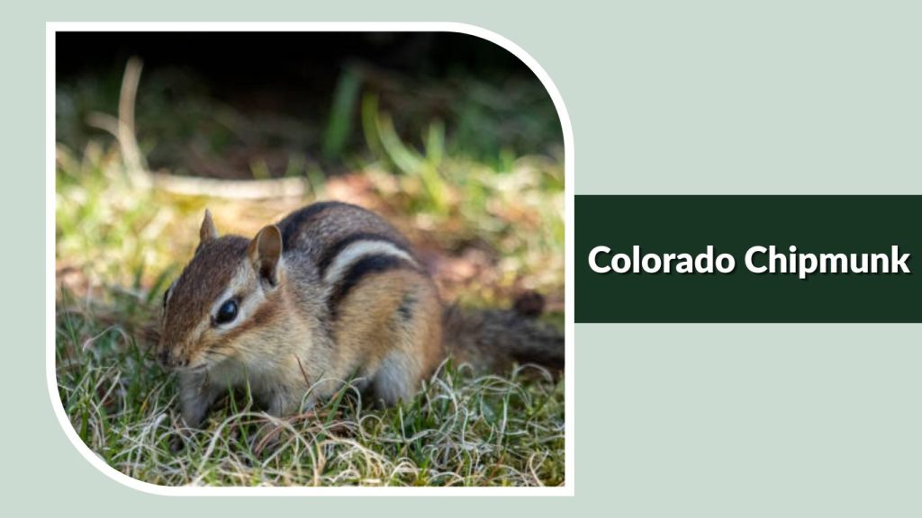 Colorado Chipmunk
