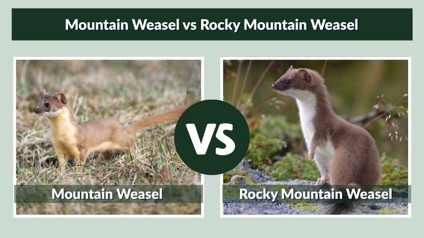 Mountain Weasel vs Rocky Mountain Weasel