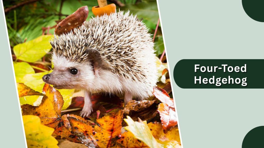 Four-Toed Hedgehog