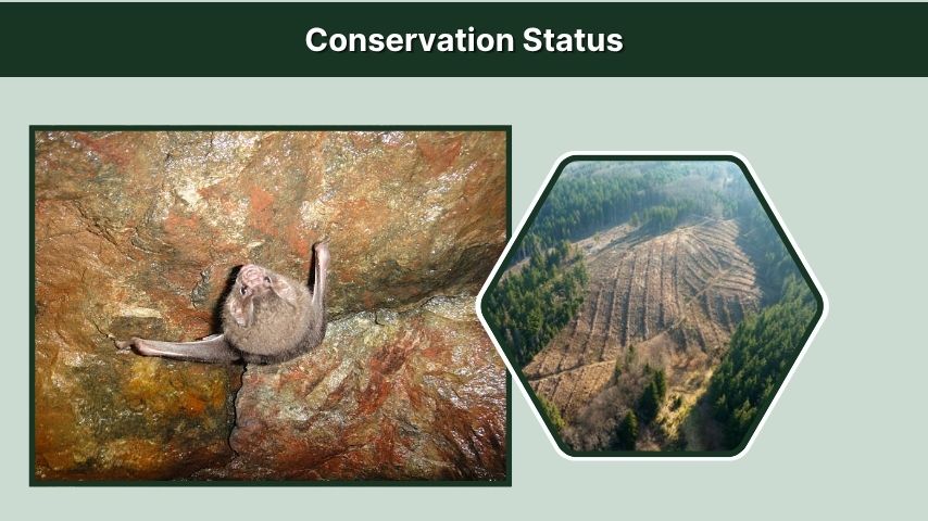 Conservation Status