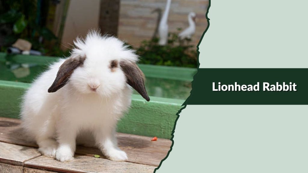  Lionhead Rabbit