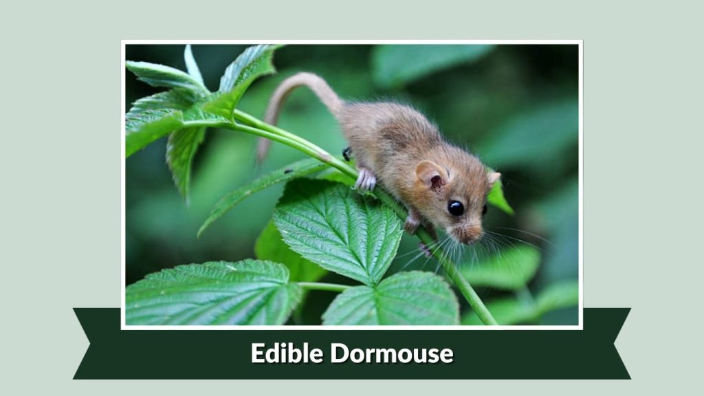 Edible Dormouse