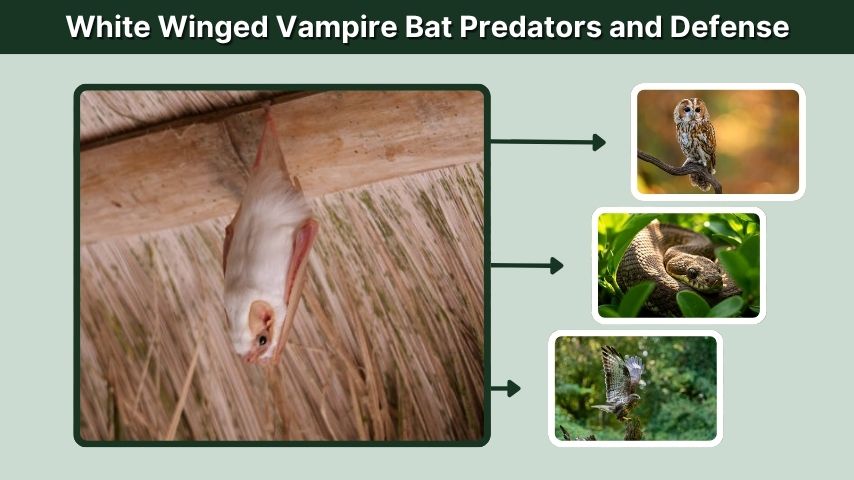 White Winged Vampire Bat Predators and Defense