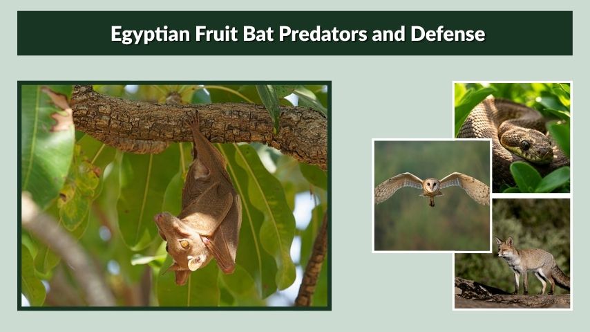 Egyptian Fruit Bat Predators and Defense