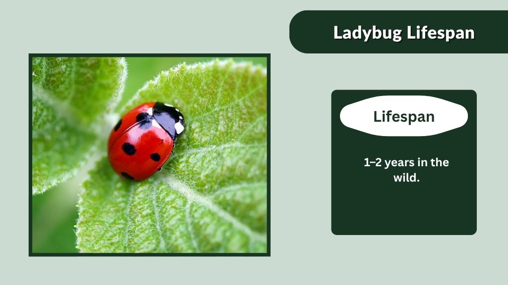 Ladybug Lifespan