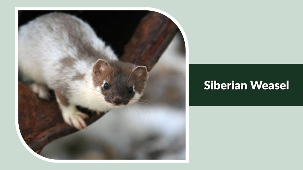 Siberian Weasel