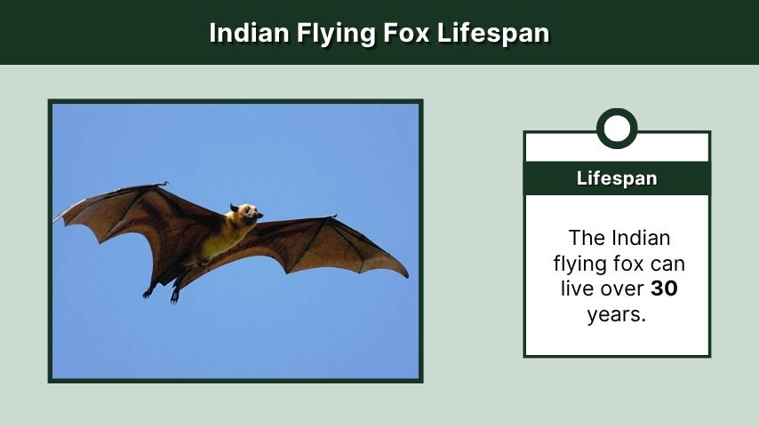 Indian Flying Fox Lifespan