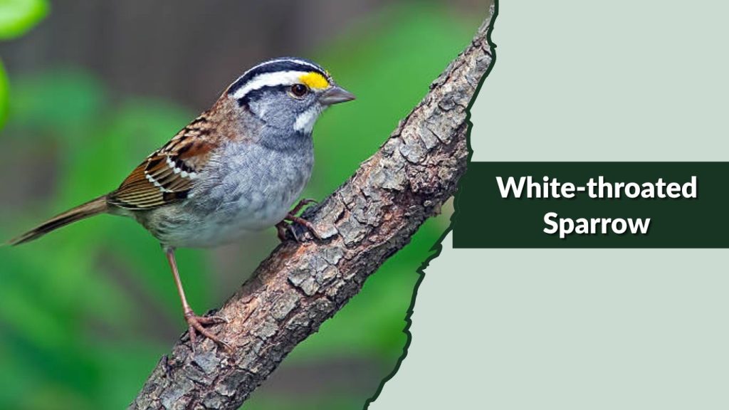 White-throated Sparrow
