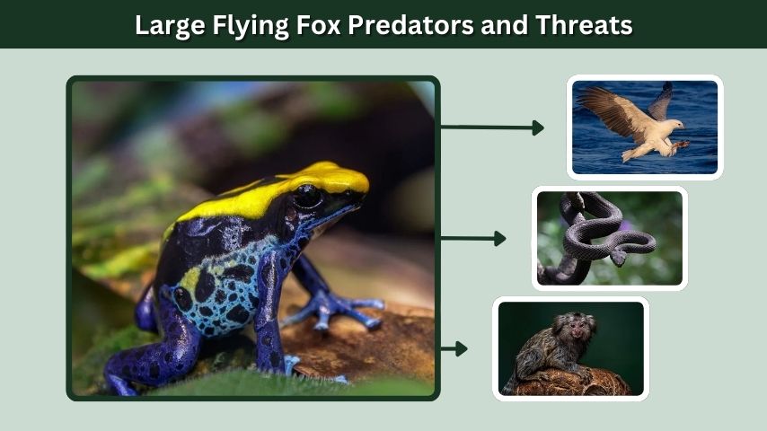Large Flying Fox Predators and Threats