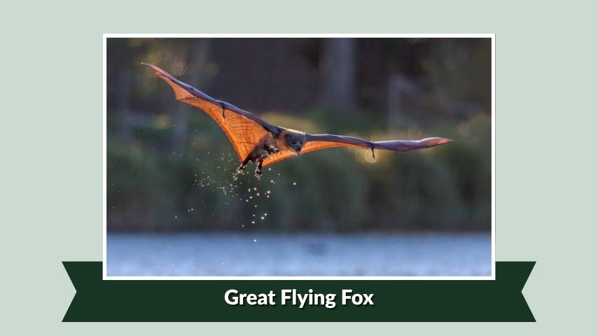 Great Flying Fox