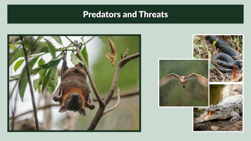 Predators and Threats