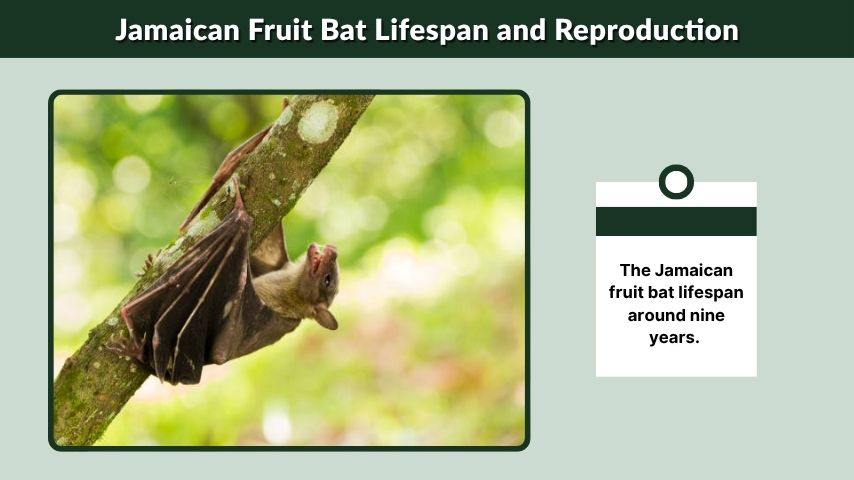 Jamaican Fruit Bat Lifespan and Reproduction