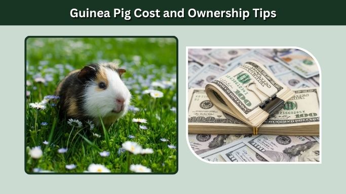 Guinea Pig Cost and Ownership Tips