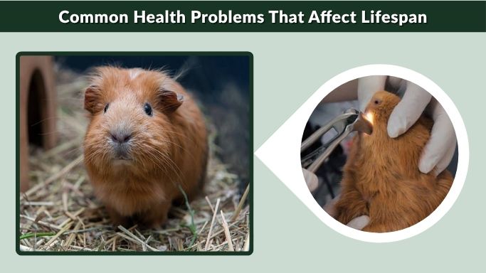 Common Health Problems That Affect Lifespan