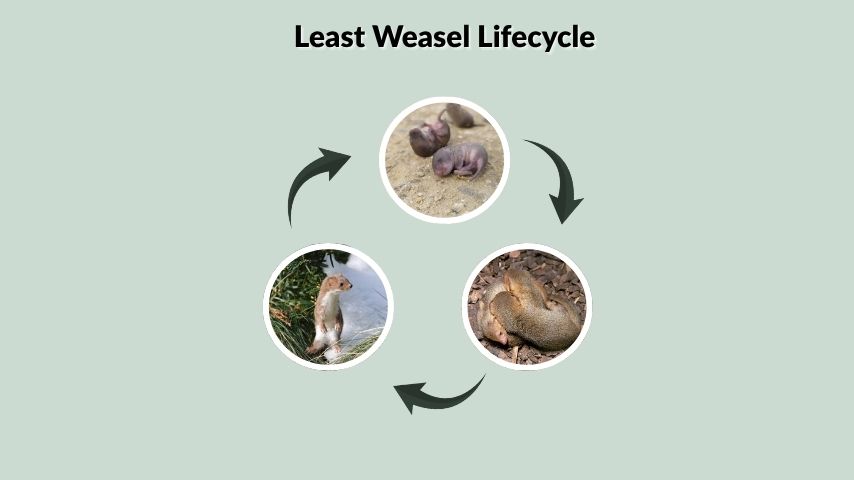 Least Weasel Lifecycle
