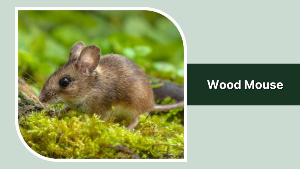 Wood Mouse