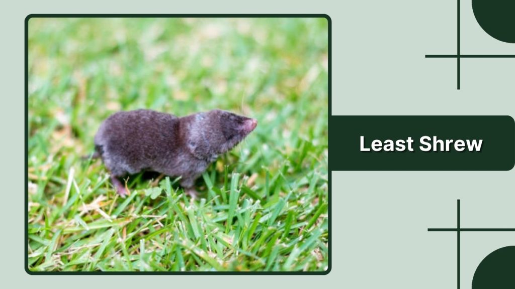 Least Shrew