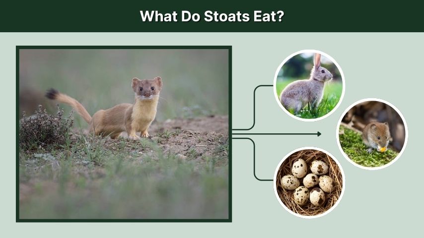 What Do Stoats Eat?