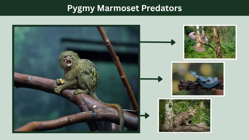 Pygmy Marmoset Predators