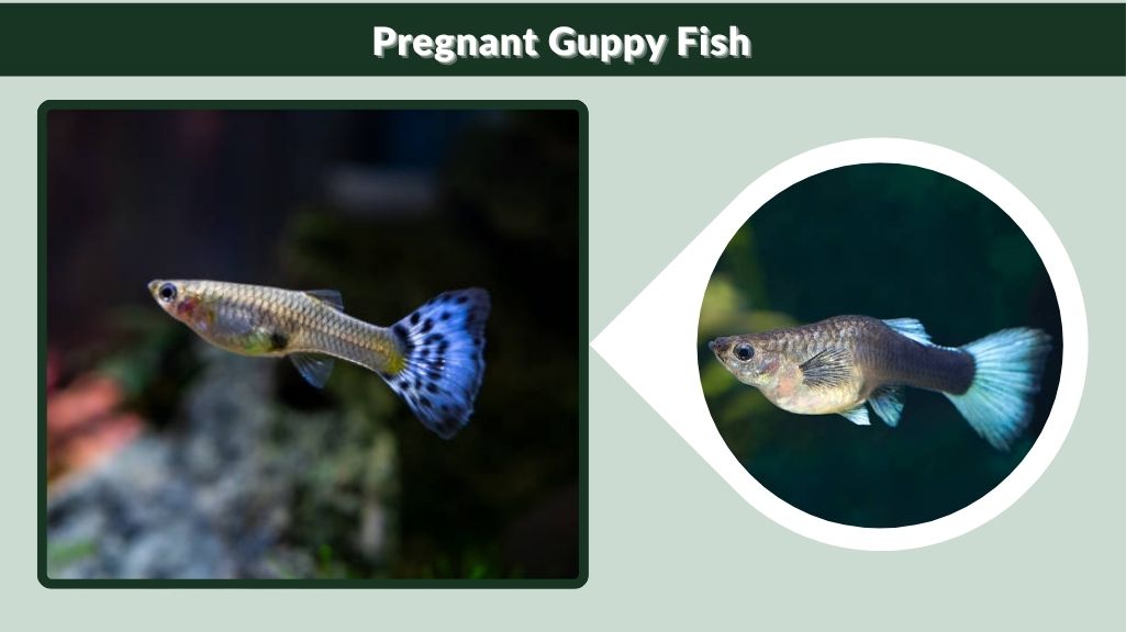 Pregnant Guppy Fish