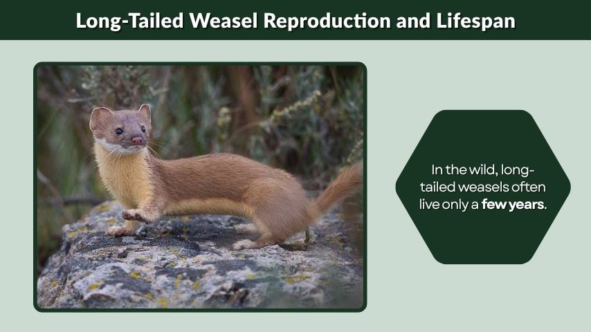 Long-Tailed Weasel Reproduction and Lifespan