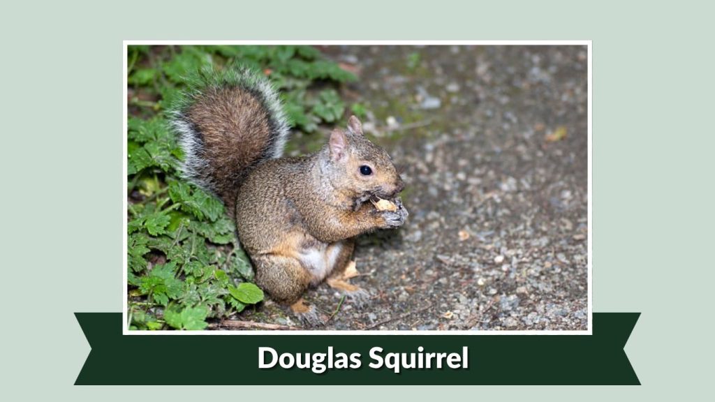 Douglas Squirrel
