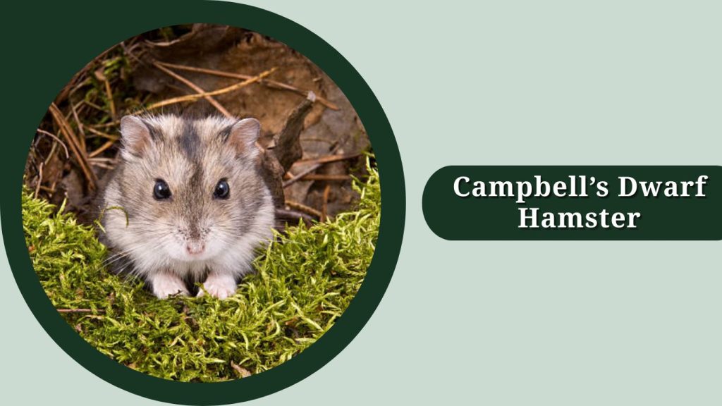 Campbell’s Dwarf Hamster
