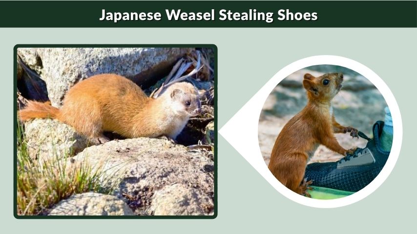 Japanese Weasel Stealing Shoes