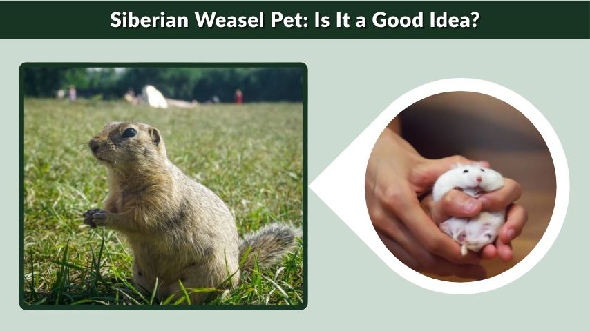 Siberian Weasel Pet: Is It a Good Idea?