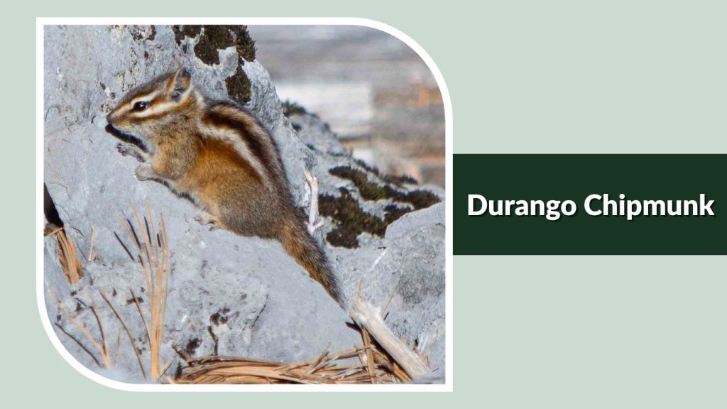 Durango Chipmunk
