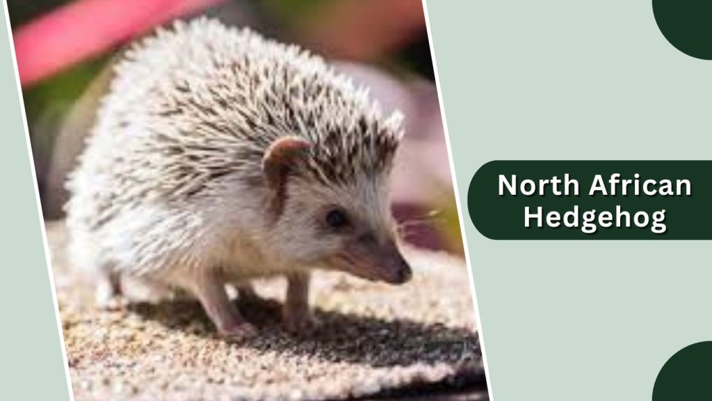 North African Hedgehog