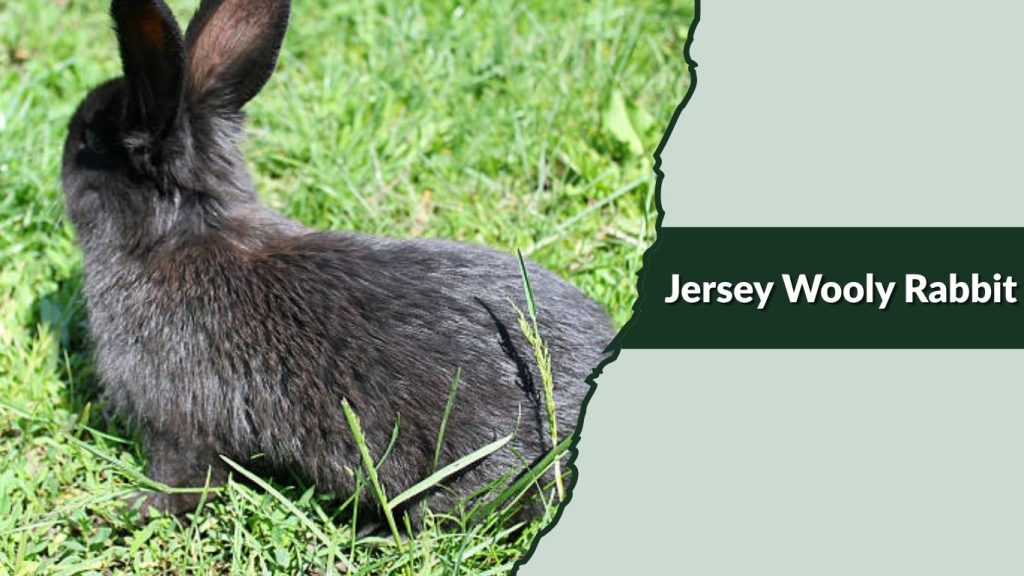 Jersey Wooly Rabbit