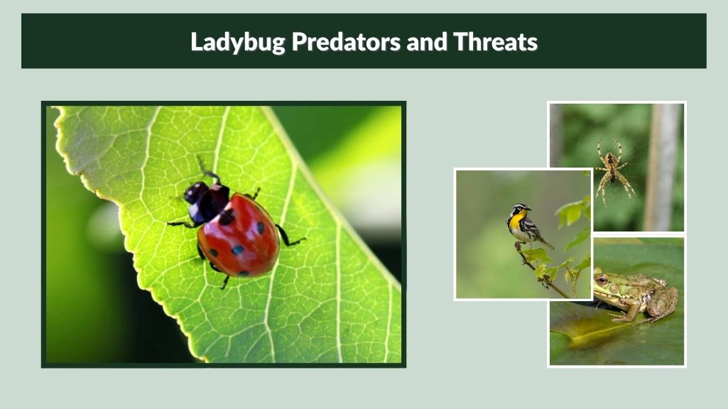 Ladybug Predators and Threats