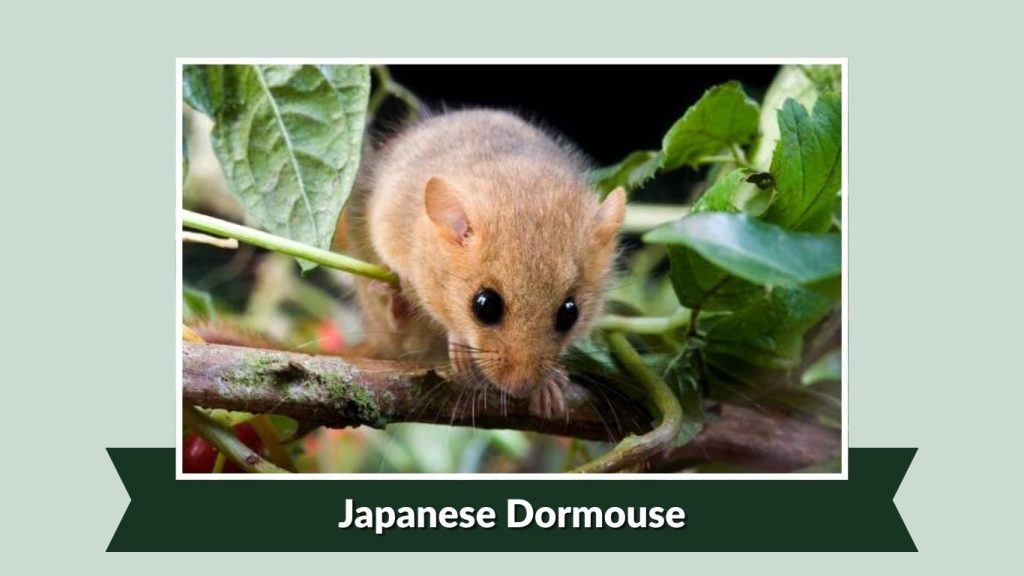 Japanese Dormouse