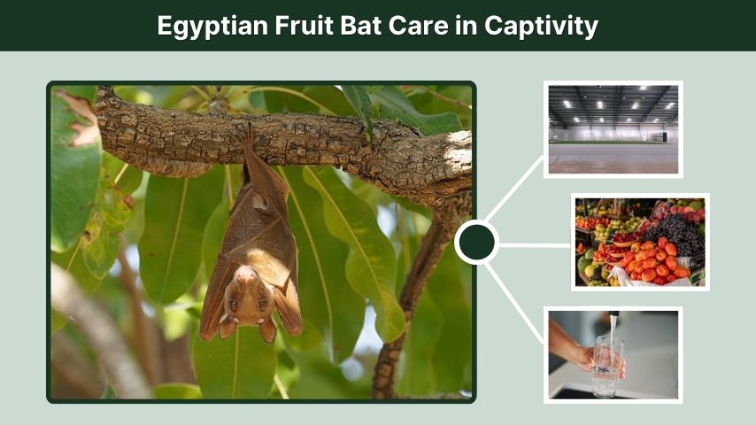 Egyptian Fruit Bat Care in Captivity