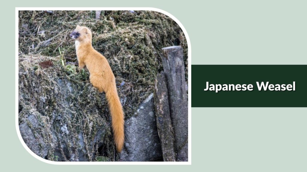 Japanese Weasel
