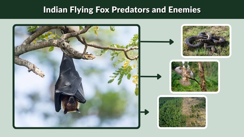 Indian Flying Fox Predators and Enemies