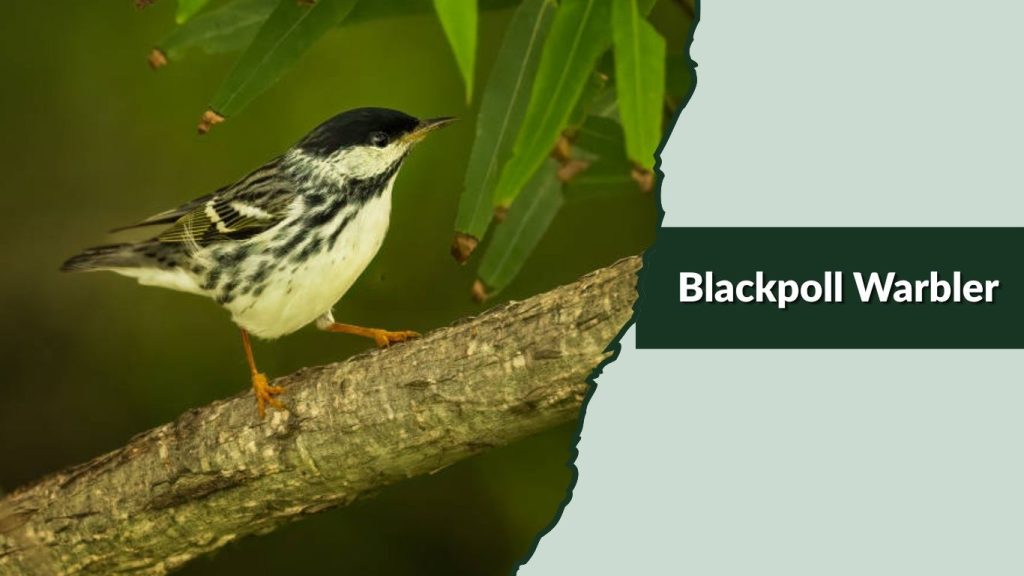 Blackpoll Warbler