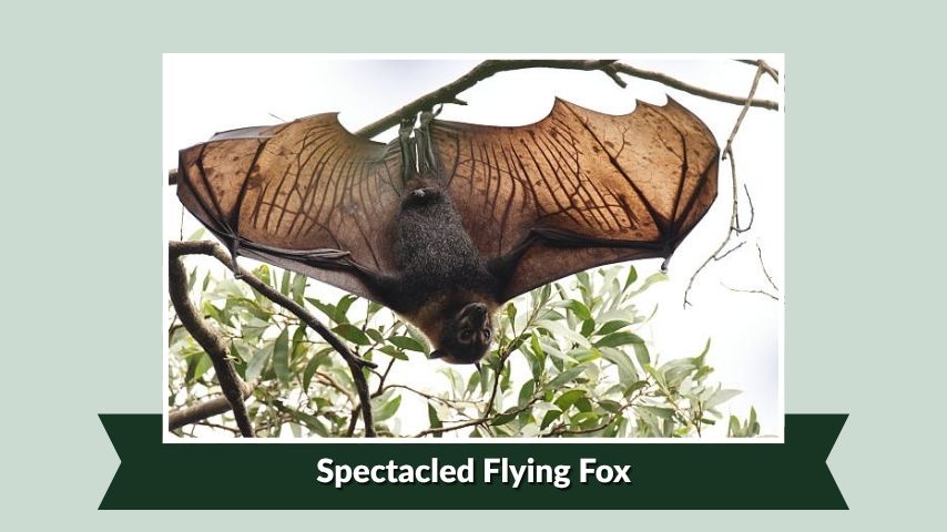 Spectacled Flying Fox