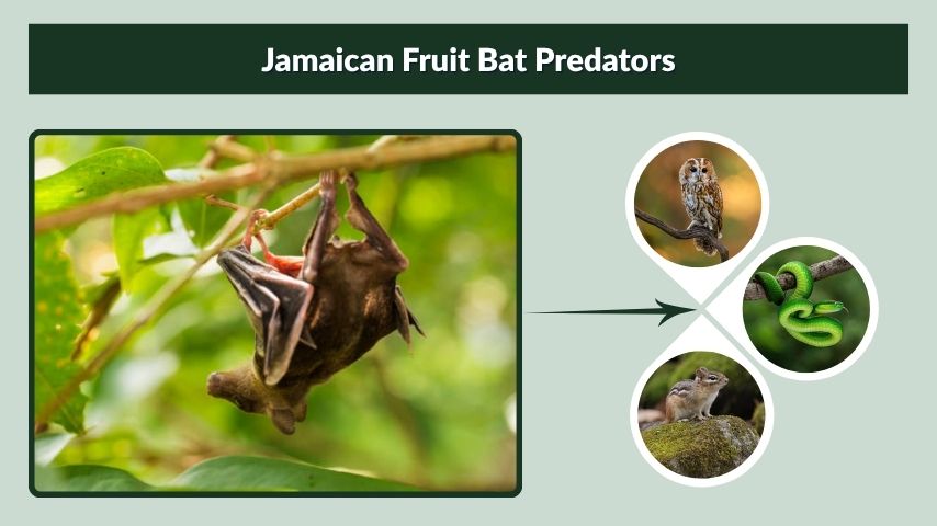 Jamaican Fruit Bat Predators