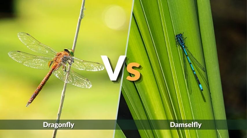 Dragonfly vs Damselfly