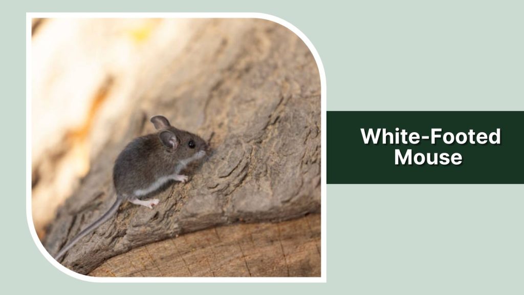  White-Footed Mouse