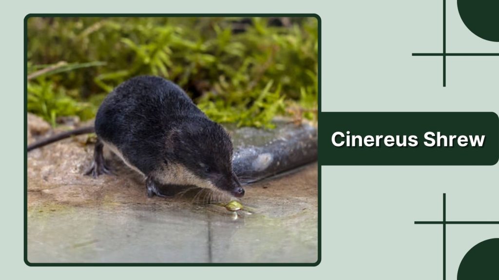 Cinereus Shrew