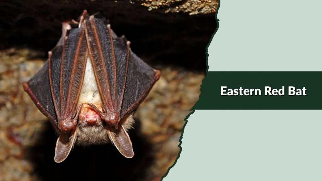 Eastern Red Bat