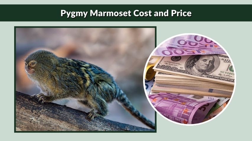 Pygmy Marmoset Cost and Price