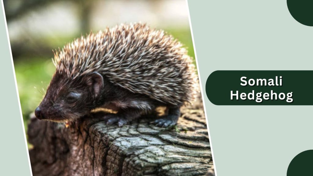 Somali Hedgehog