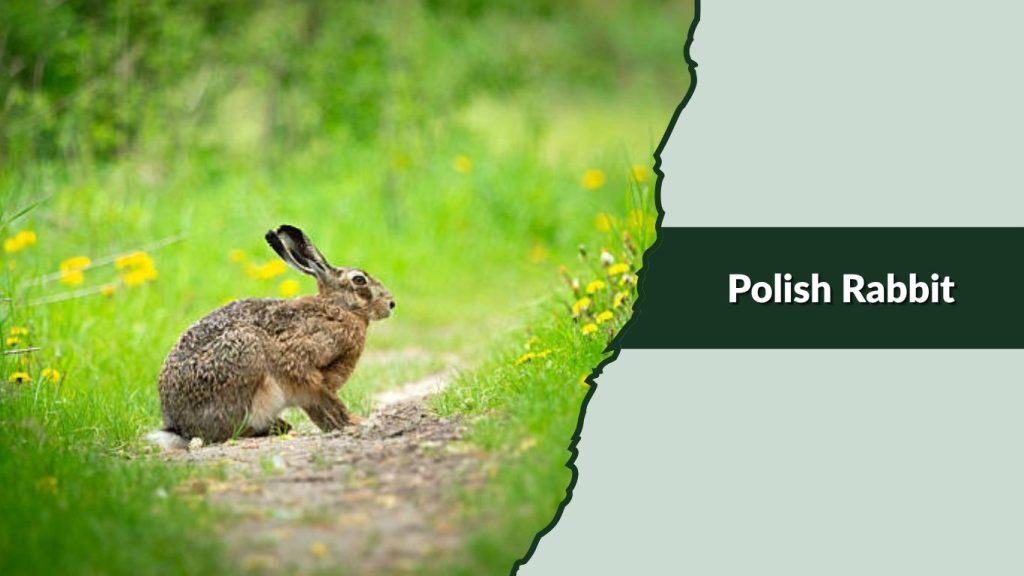 Polish Rabbit