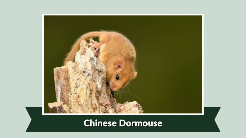 Chinese Dormouse