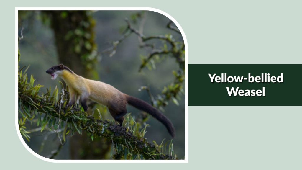 Yellow-bellied Weasel