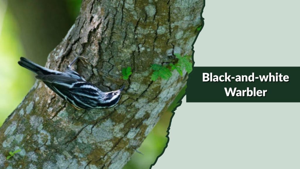  Black-and-white Warbler